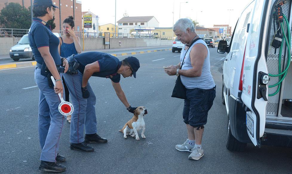 Oristano, cane investito: la polizia lo salva