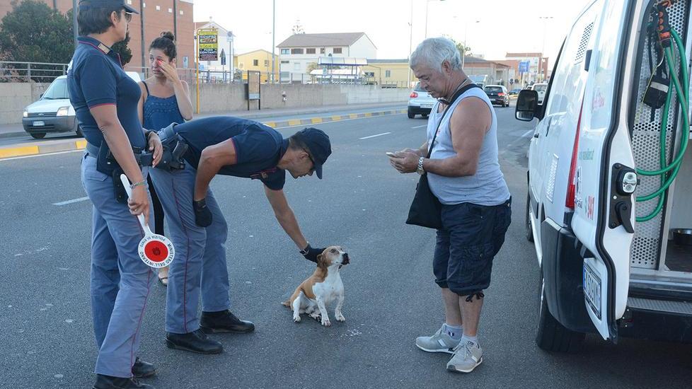 Oristano, cane investito: la polizia lo salva