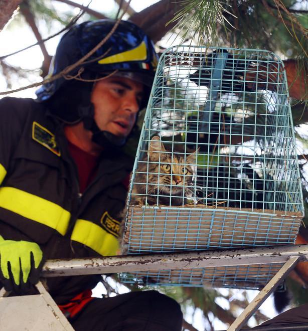 Vigili del fuoco soccorono micio su un albero