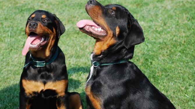 Caos al Septemberfest: rottweiler azzanna una cagnetta di 6 mesi