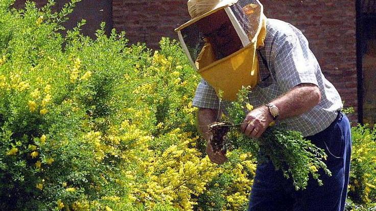 Pesticidi, si rischia la strage delle api