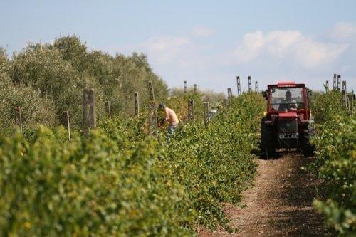 Un vigneto dell'Azienda Orro