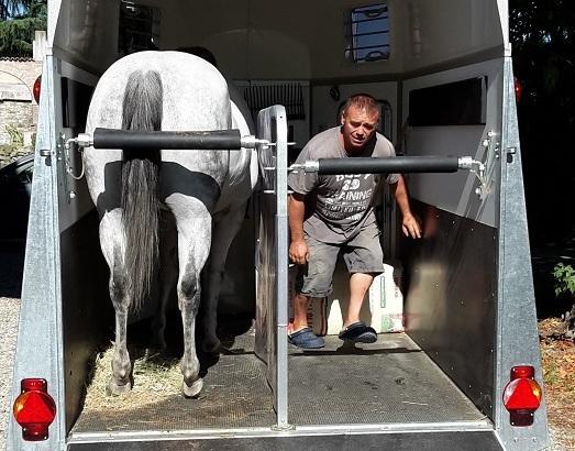 Cavallo fugge e va al galoppo sulle provinciale di Borzano 
