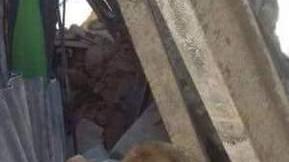 Insieme ai cani a scavare in mezzo alla polvere