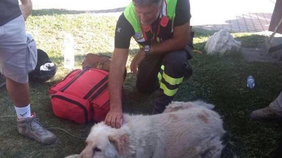 Bravo, il pastore maremmano salvato dai nostri pompieri