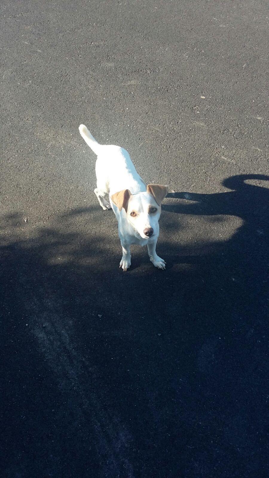 Bianchedda, il cane ucciso a fucilate