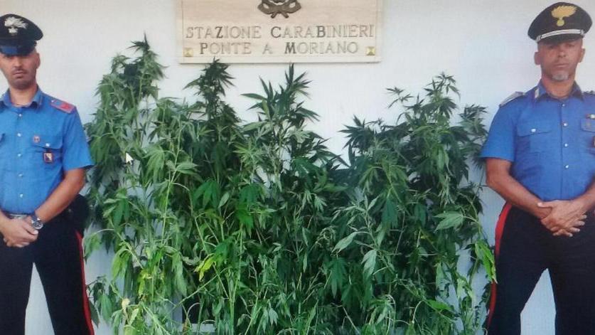 Coltivava piante oppiacee denunciato ultrasessantenne