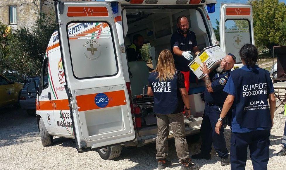 I volontari apuani si prendono cura degli animali sfollati