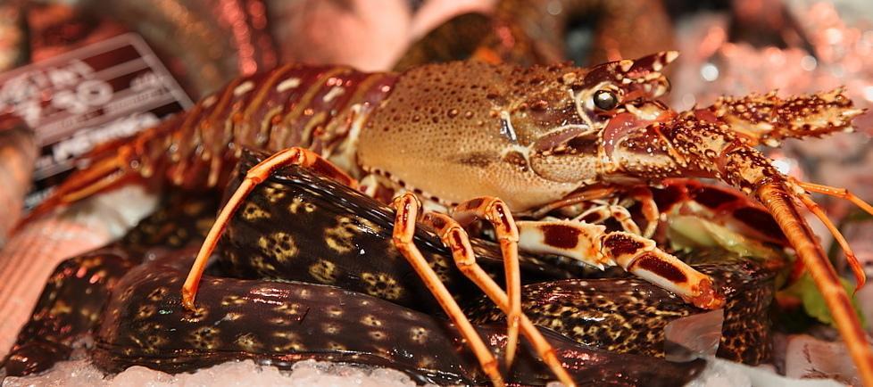 Pesca dell’aragosta prorogata al 15 settembre 