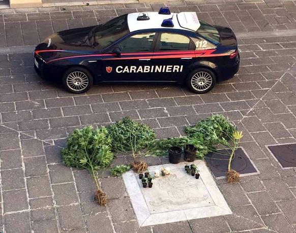 Piantine di marijuana alte quasi due metri nell’orto di casa sua 