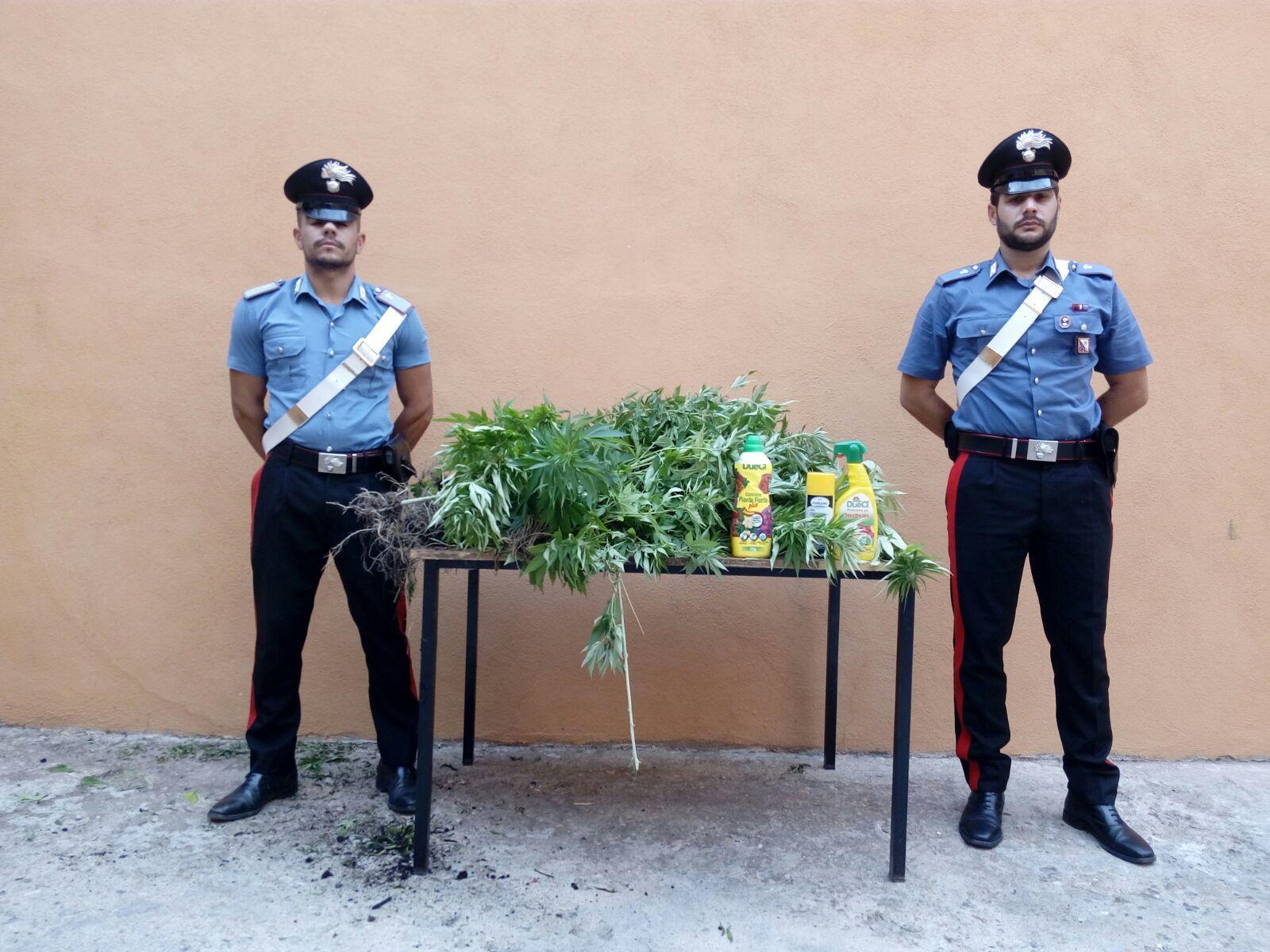 Orgosolo, coltivavano marijuana: arrestati due allevatori