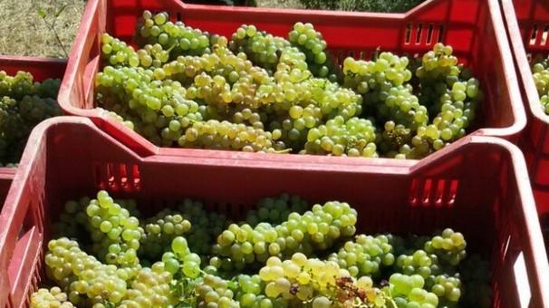 Uva sana, matura e clima ideale l’avvio di vendemmia è buono