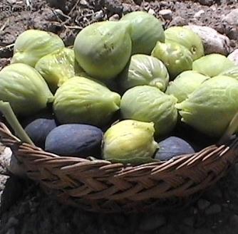 Con il prosciutto, il salame o la bottarga: i mille modi per assaporare i fichi