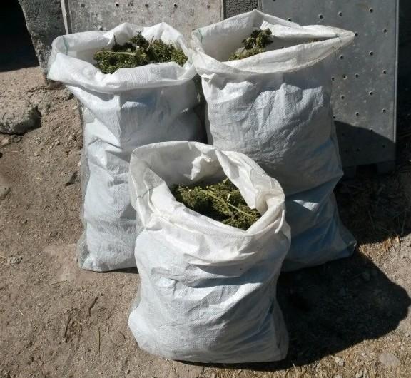 Marijuana della terza età, due arresti 