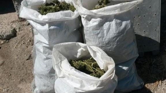 Marijuana della terza età, due arresti