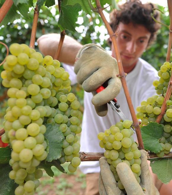 Al via la vendemmia: sarà un anno d’oro per il vino sardo 