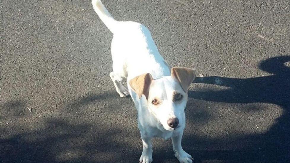 Bianchedda, meticcia di 5 anni uccisa a colpi d’arma da fuoco