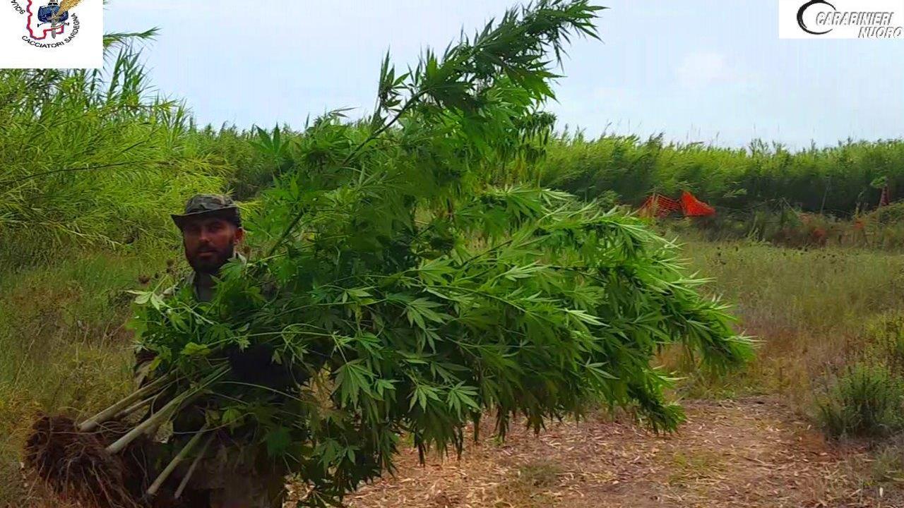 I carabinieri impegnati nel taglio delle piante di cannabis indica