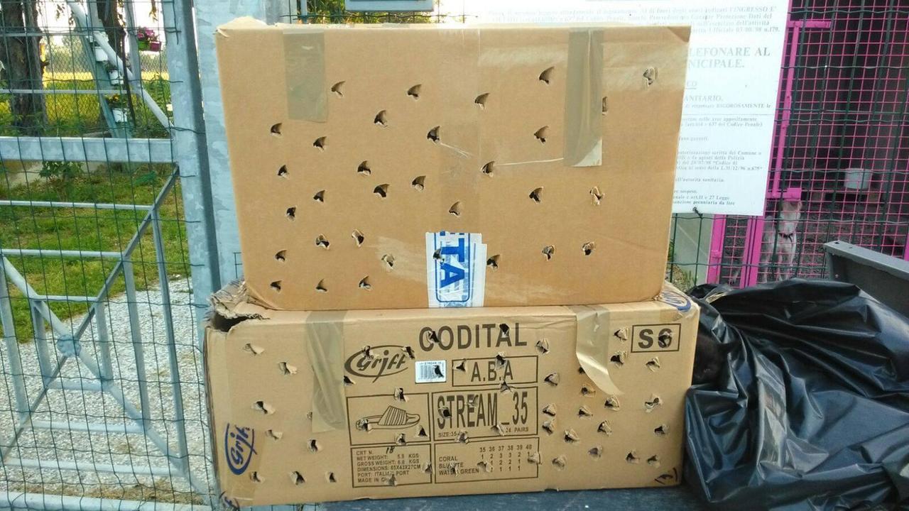 Gatti abbandonati sedati e chiusi in scatola. I volontari: «Ora basta, denunciamo»