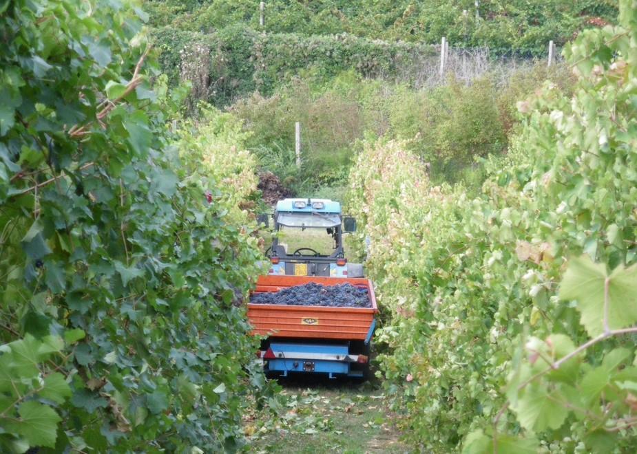 Crolla il prezzo dell’uva Una vendemmia in salita 