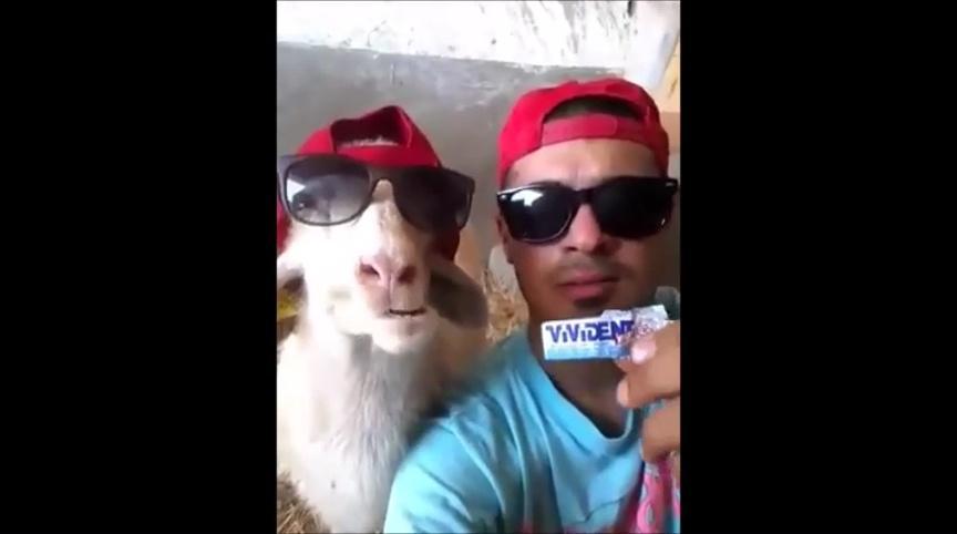 Il sorriso della pecora star del web 