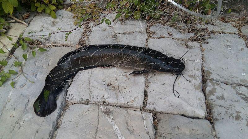 Un esemplare di pesce siluro