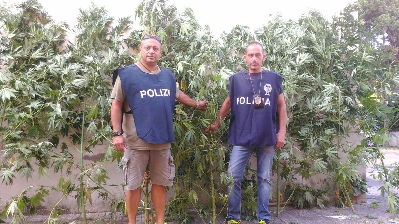 Gli agenti e le piante sequestrate