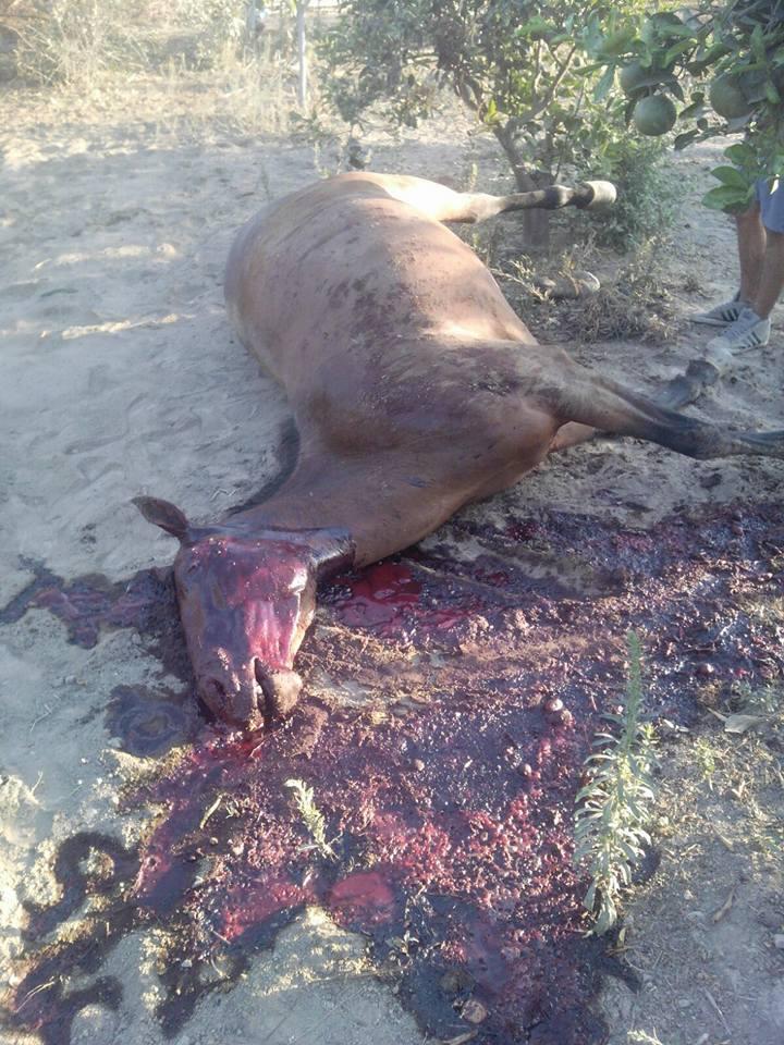Orrore a Villaputzu, cavalla gravida uccisa a fucilate 