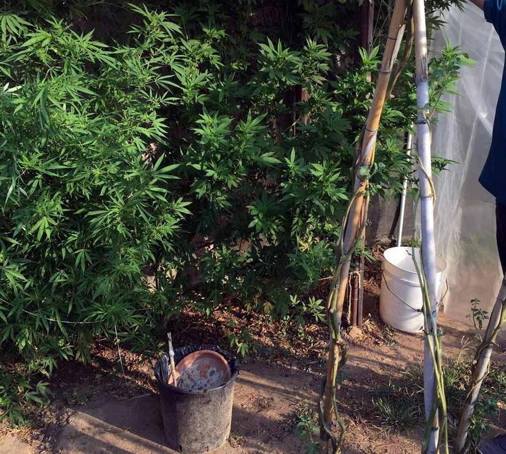 Marijuana nel giardino arrestata trentaduenne 