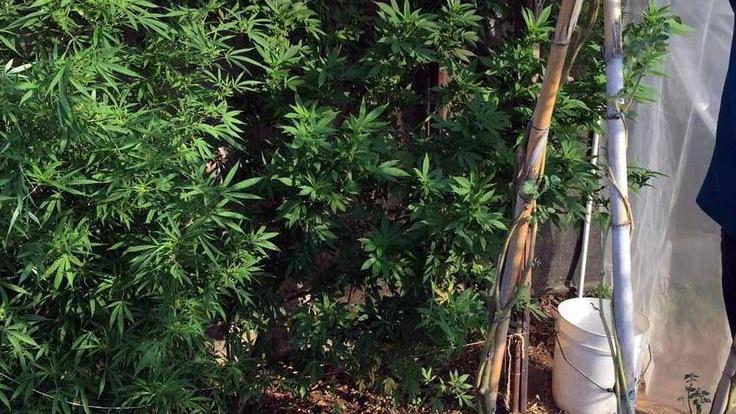 Marijuana nel giardino arrestata trentaduenne