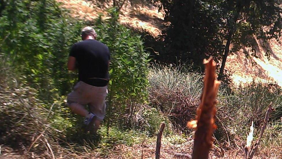 Coltivava marijuana, arrestato