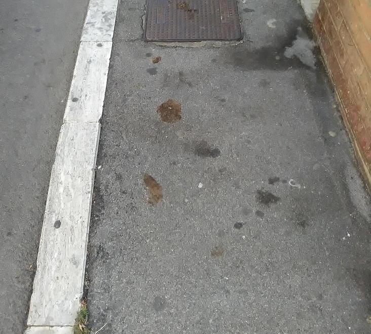 Chi fa sporcare il suo cane se la vedrà con le telecamere 
