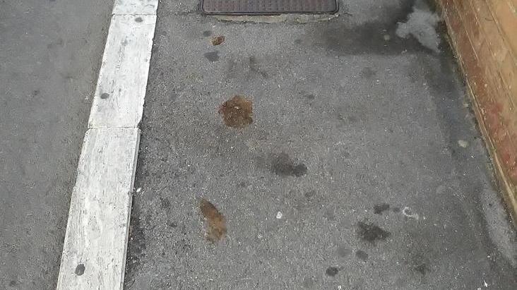 Chi fa sporcare il suo cane se la vedrà con le telecamere