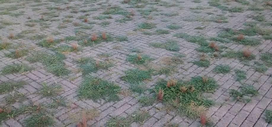 Se l’erba cresce nel vialetto e diventa pericolosa 