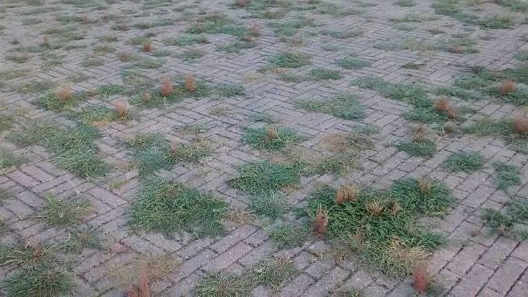 Se l’erba cresce nel vialetto e diventa pericolosa
