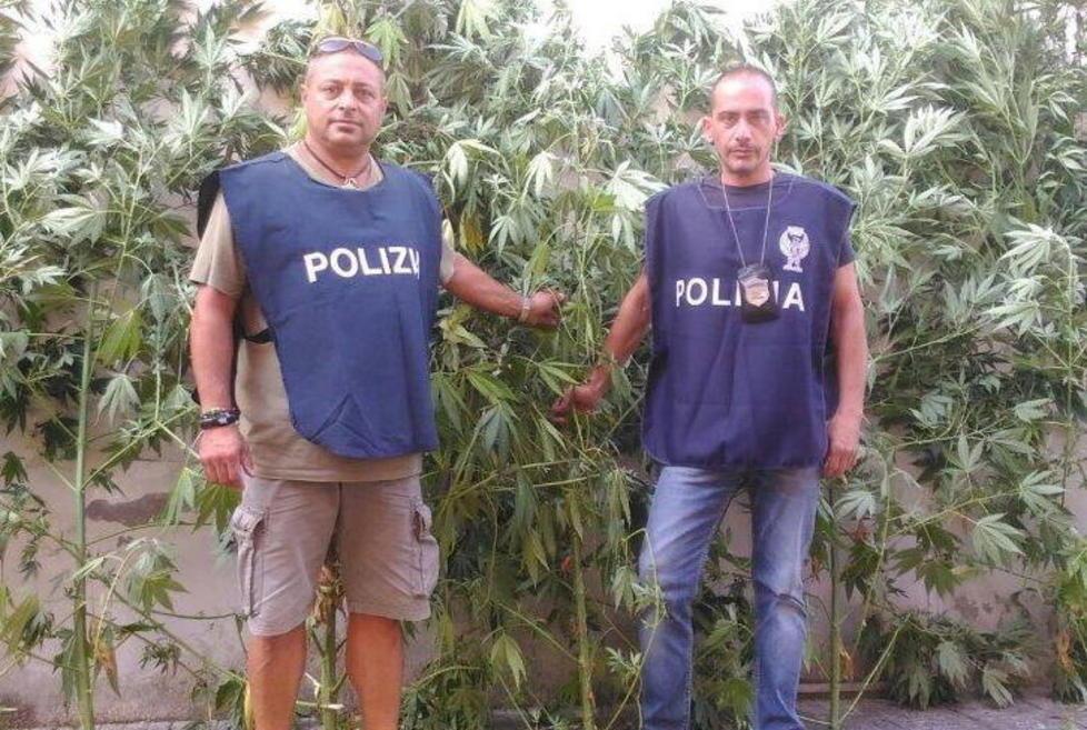 Coltivava marijuana in serra: denunciato dalla polizia