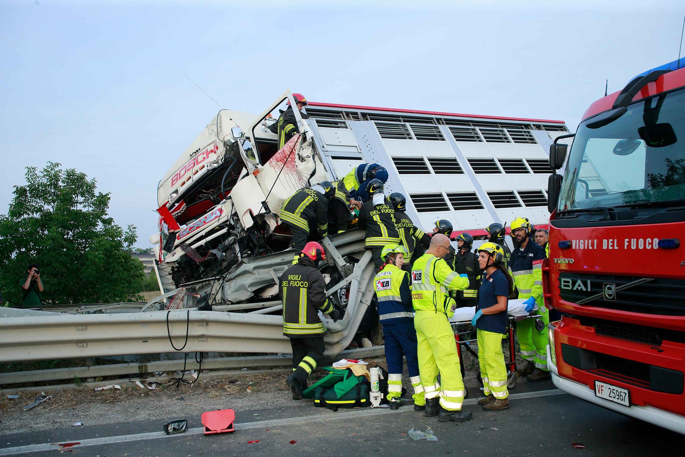 Modena. Camion carico di maiali si scontra con un'auto: 2 feriti. Animali liberi sulla tangenziale