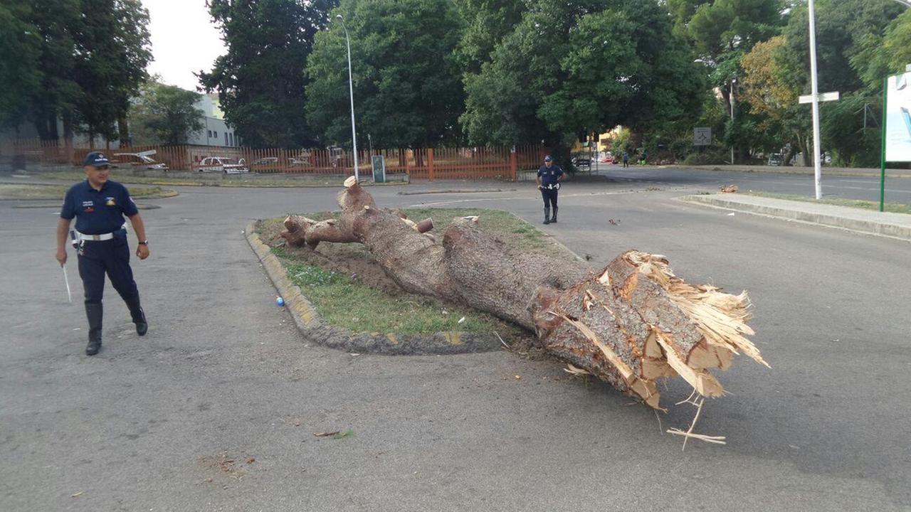 Il pino caduto in via Pirandello (foto Ivan Nuvoli)