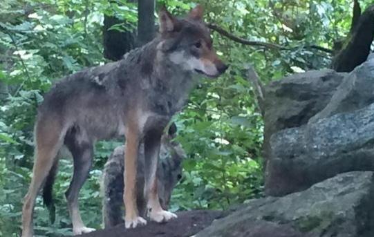 San Rossore, il lupo è tornato a vivere nel parco