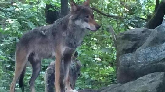 San Rossore, il lupo è tornato a vivere nel parco