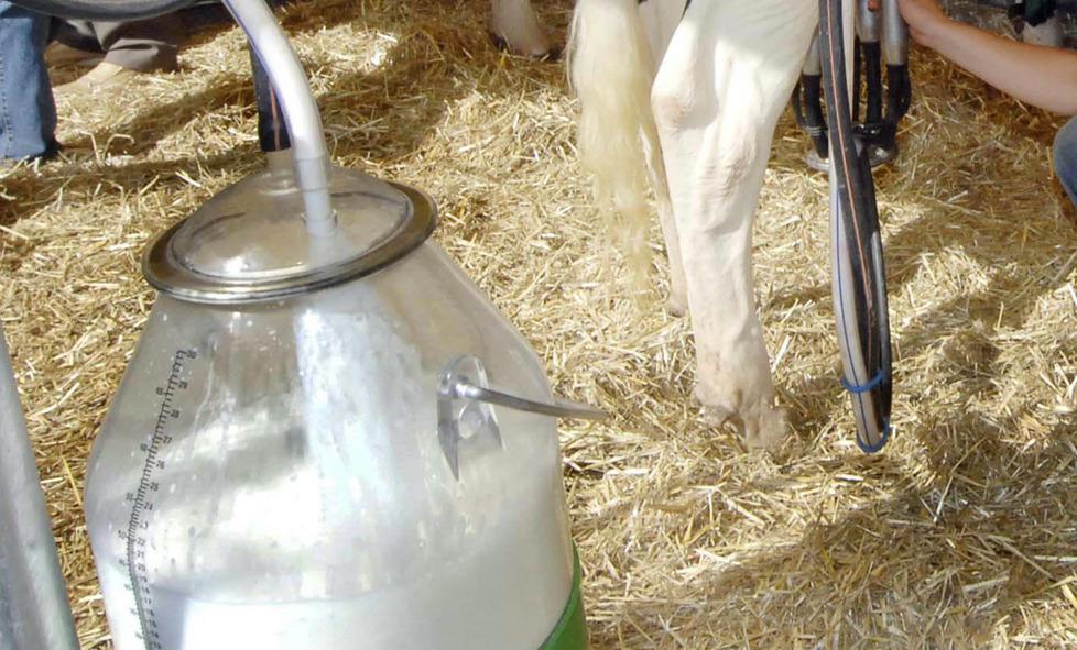 Allarme latte, per il mangime contaminato indagini in tutta l’isola 