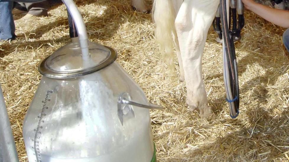 Allarme latte, per il mangime contaminato indagini in tutta l’isola 