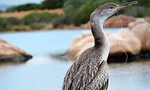 Ingoia un amo, cormorano in difficoltà in una spiaggia di Olbia 