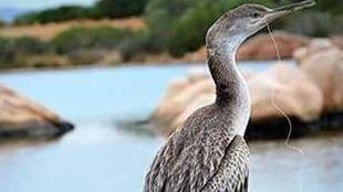Ingoia un amo, cormorano in difficoltà in una spiaggia di Olbia