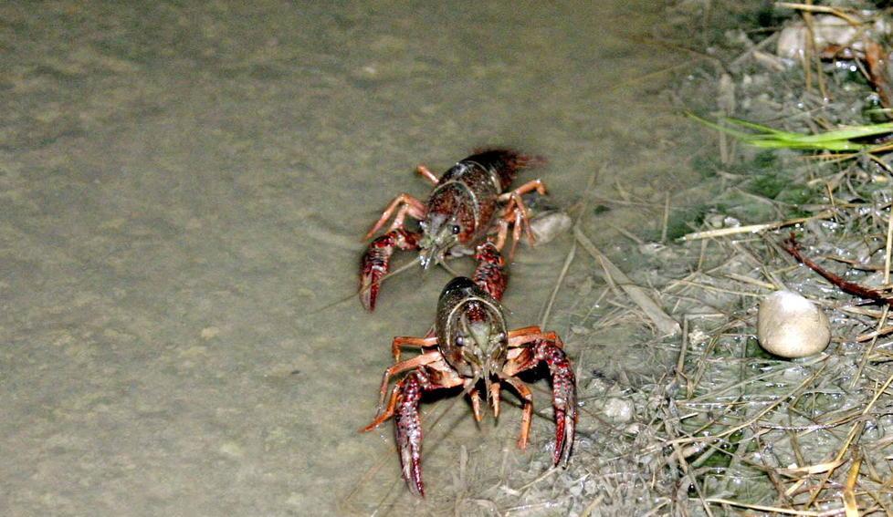 Il crostaceo americano sulla lista nera dell’Unione Europea