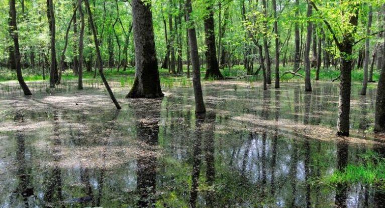 Gamberi killer e tartarughe aliene nel lago di Puccini 