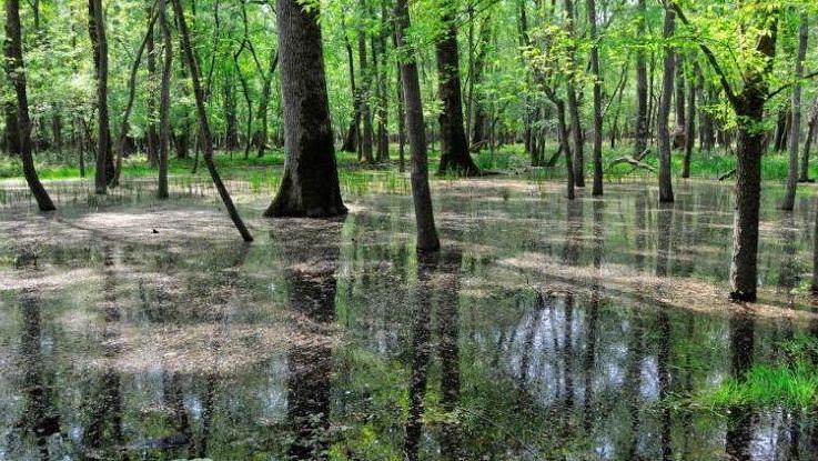 Gamberi killer e tartarughe aliene nel lago di Puccini