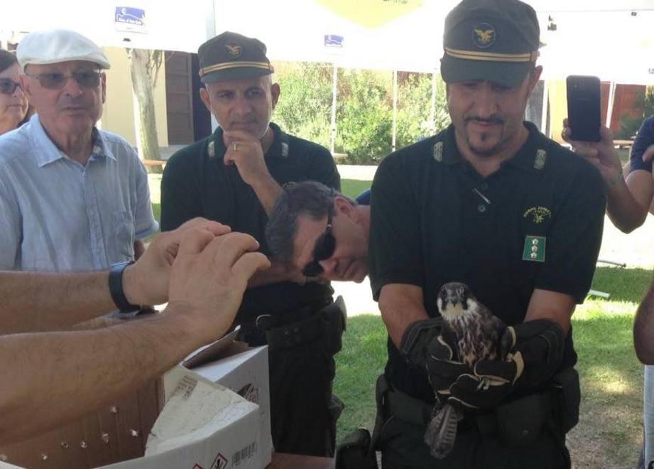Sparviere e falco della regina liberati dalla Forestale