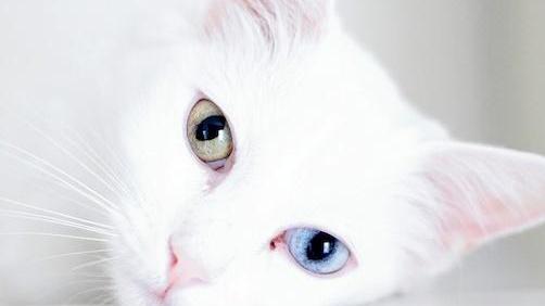 Due occhi da gatto e una foto vincente