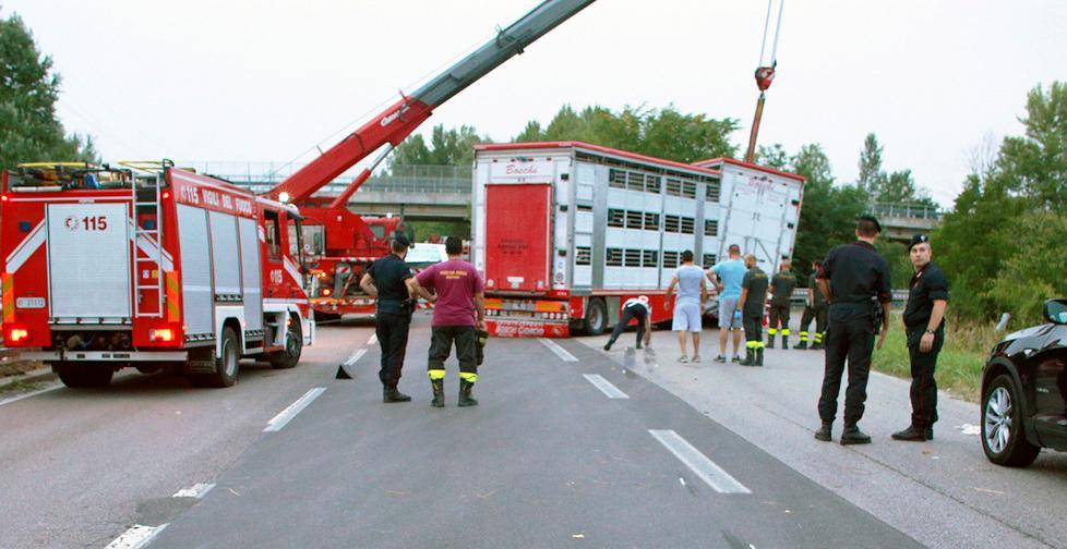 Feriti, maiali e caos in tangenziale 